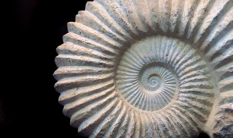 Natural Proportion Emergence