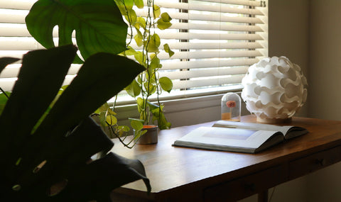 The Cacti Collection